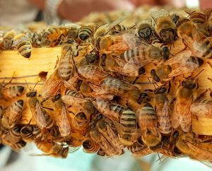 doral bee removal